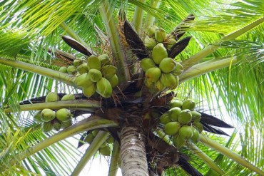 CBL Global Foods and USAID join forces to transform Sri Lanka’s coconut industry