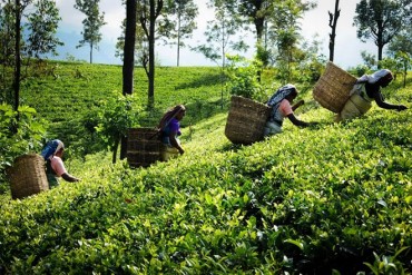 Fitch Assigns Bogawantalawa Tea Estates First-Time ‘A(lka)’ National Rating; Outlook Stable