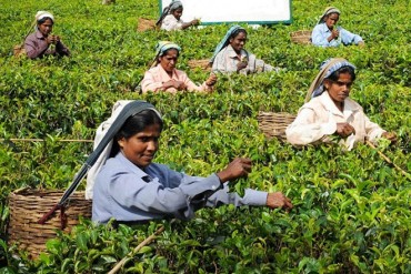 Opinion: Embracing change, charting a brighter future for Sri Lanka’s plantation industry